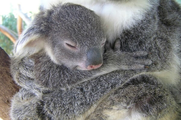 Koalos jauniklis Australija